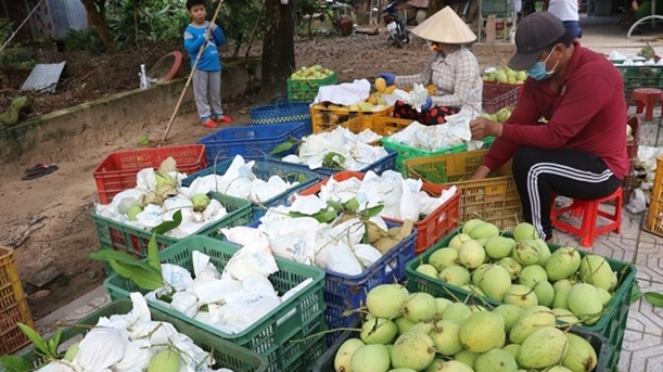 Planting area codes key for Vietnam's farm produce exports